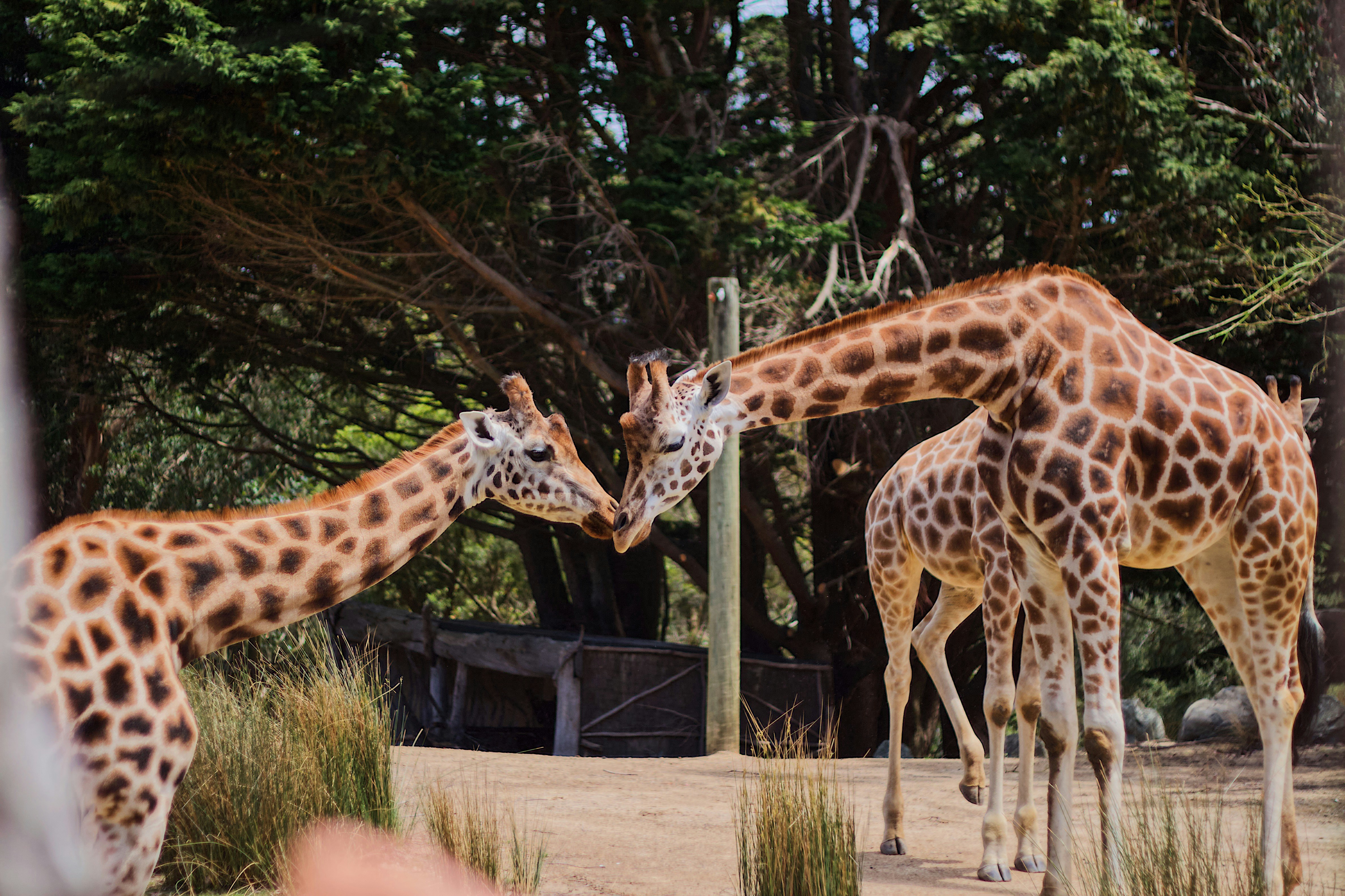 Un couple de girafes debout l’un à côté de l’autre photo Image
