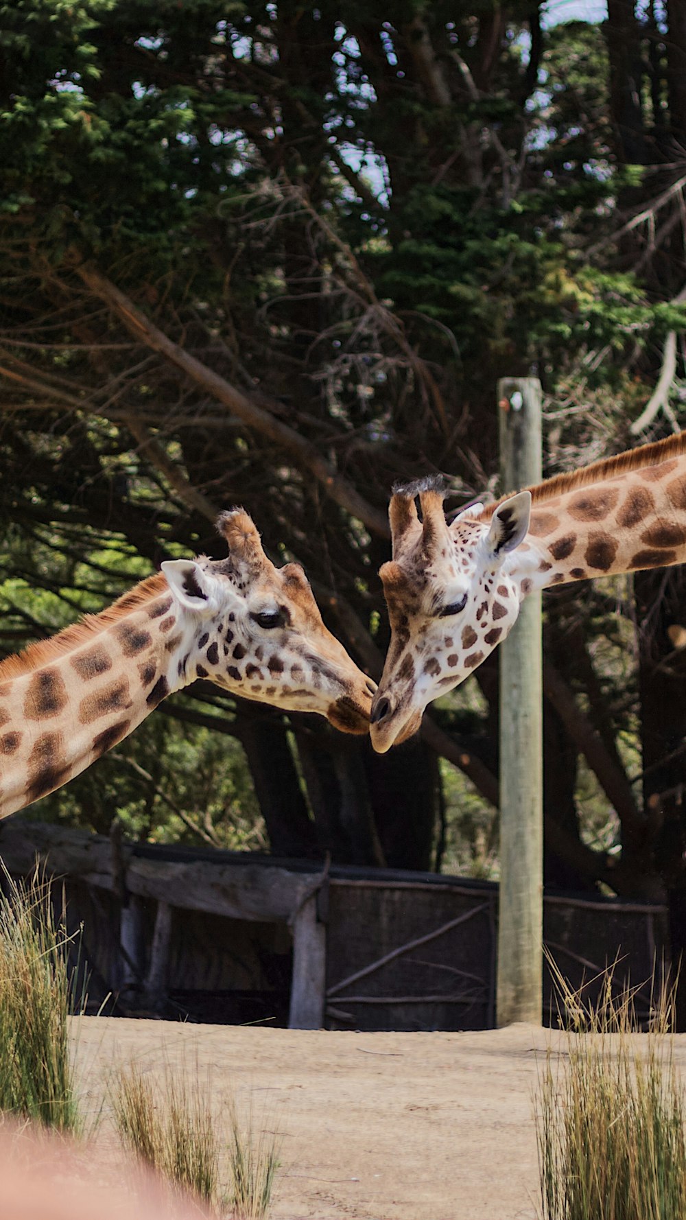 two giraffes