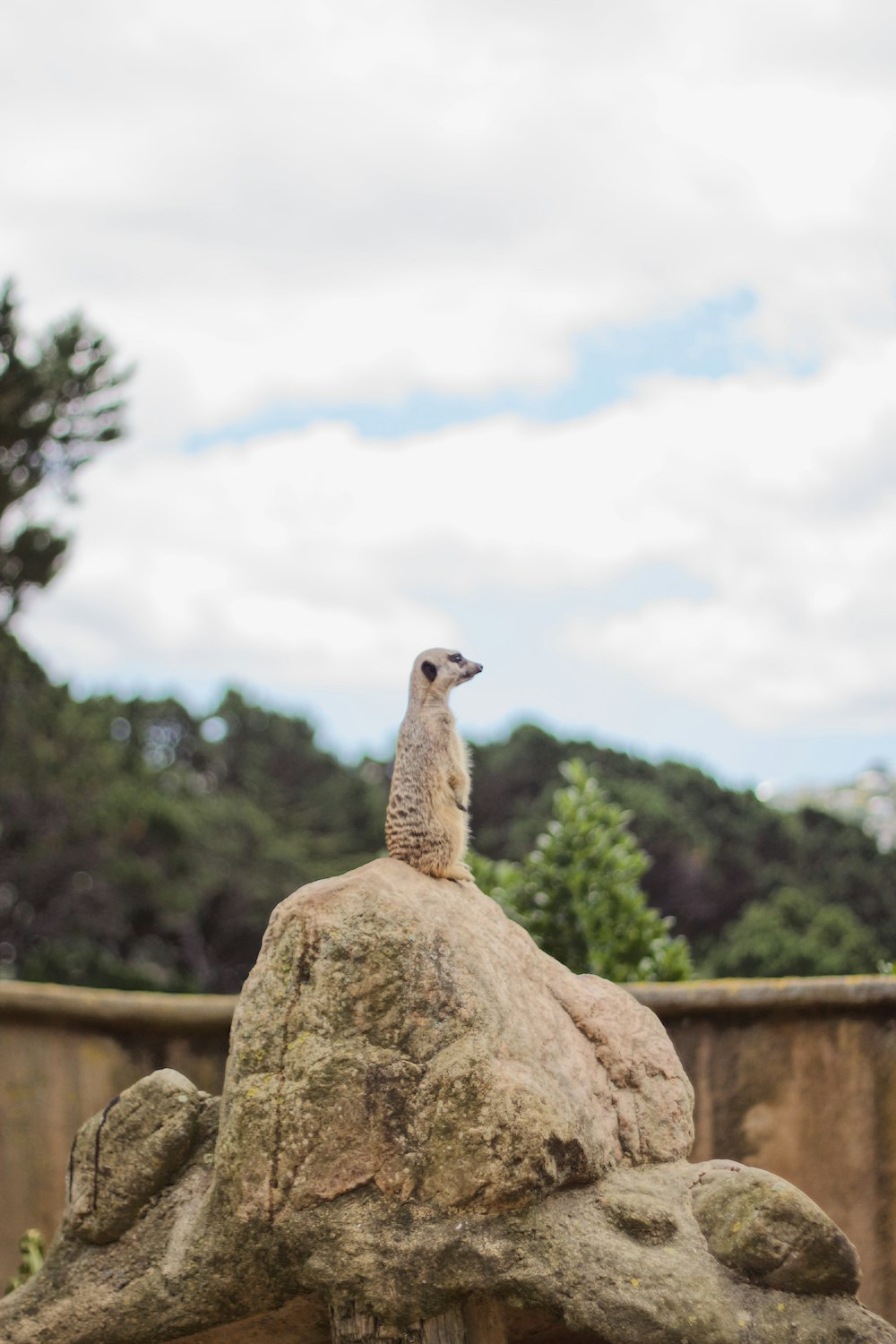 meerkat on gray rock