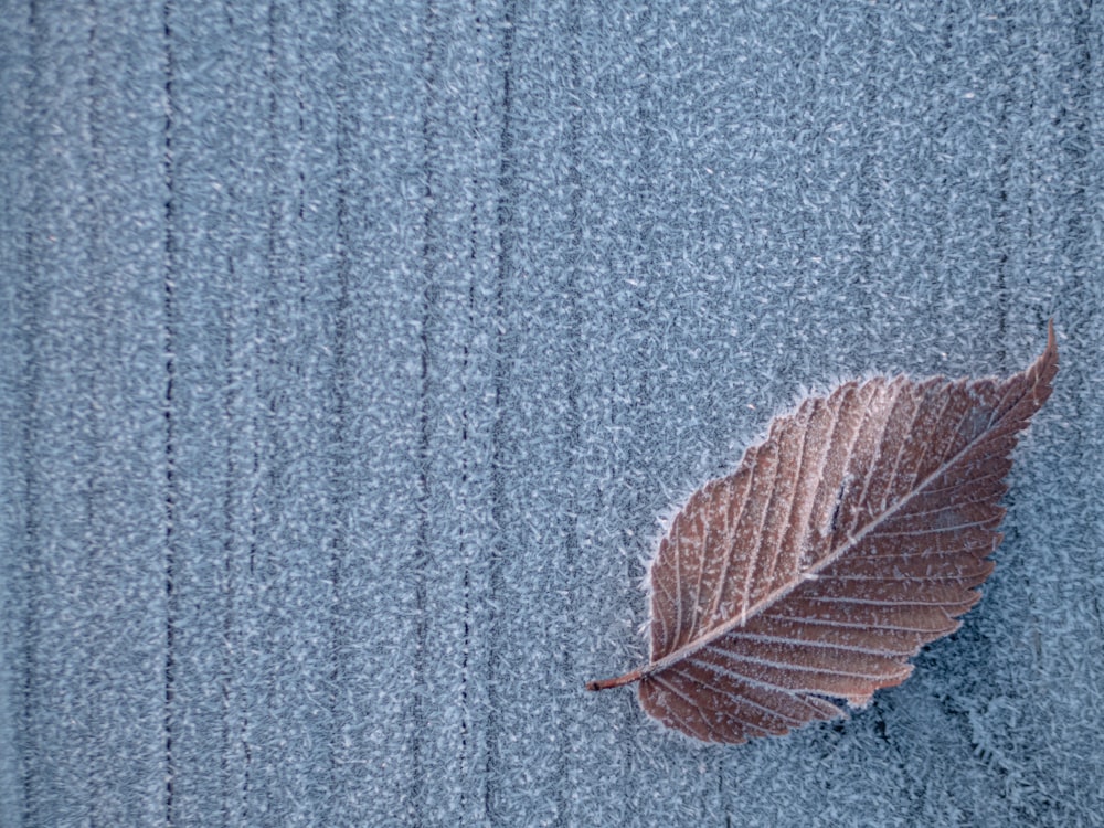 brown leaf covered by ice