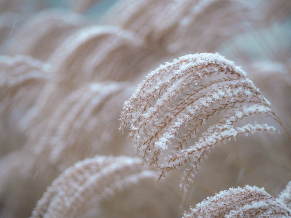 a close up of a plant with snow on it