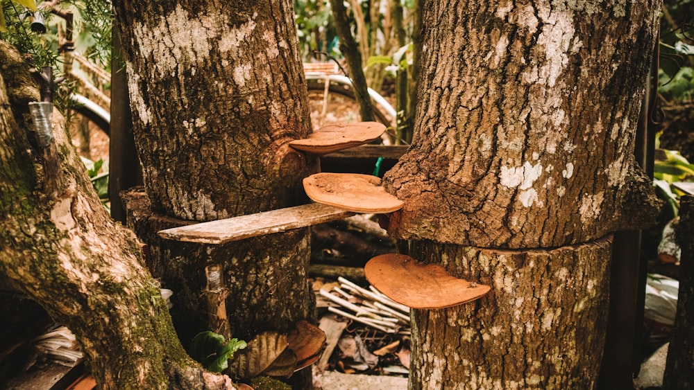 brown mushrooms on tree