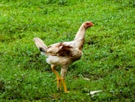 A solitary chicken with white and brown feathers stands on a lush green grass field. The bird has a red comb and thin legs, appearing to be in a natural outdoor environment.