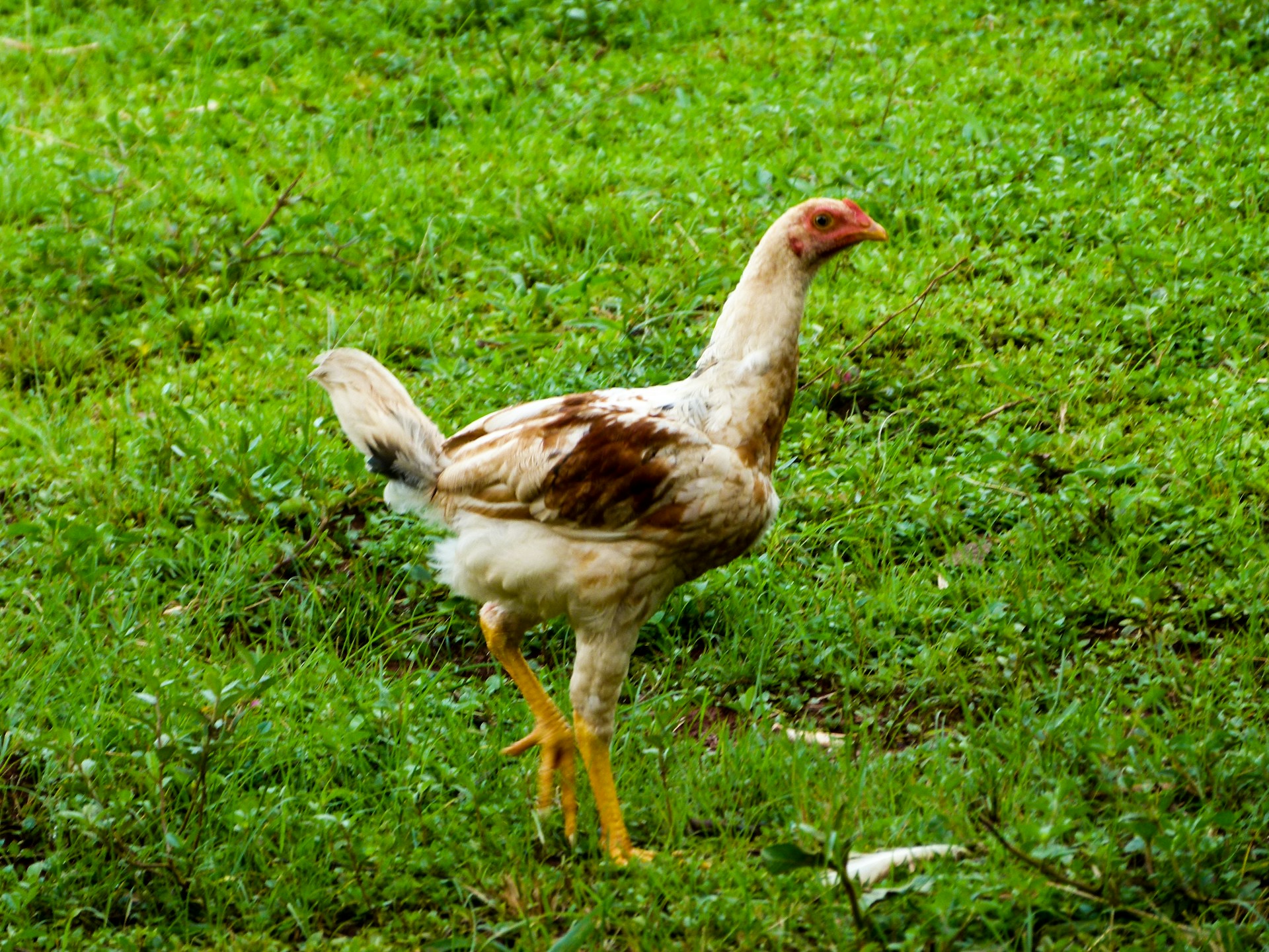 woman wearing yellow long-sleeved dress under white clouds and blue sky during daytime