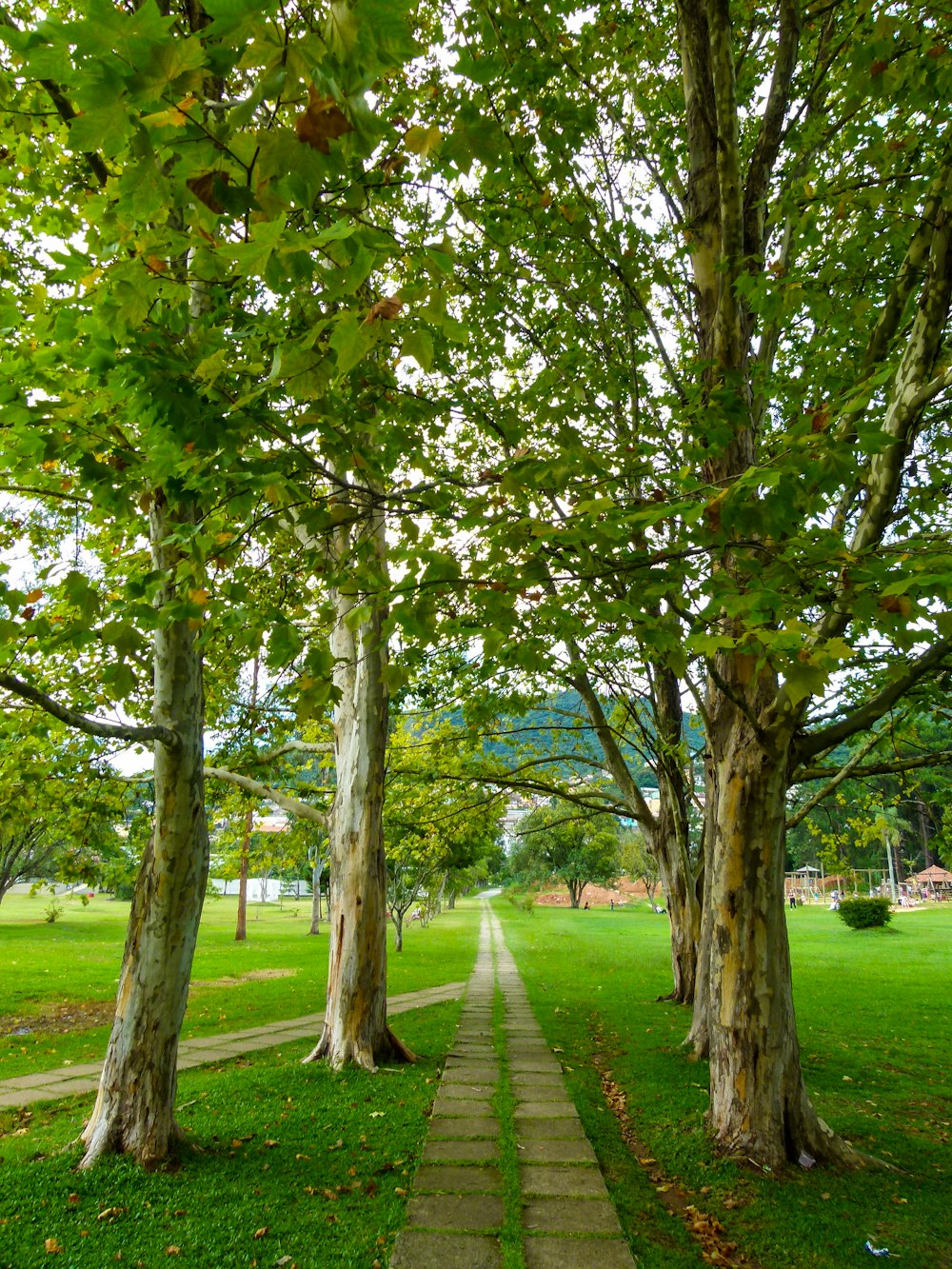 pathway surrounded with green trees viewing mountain