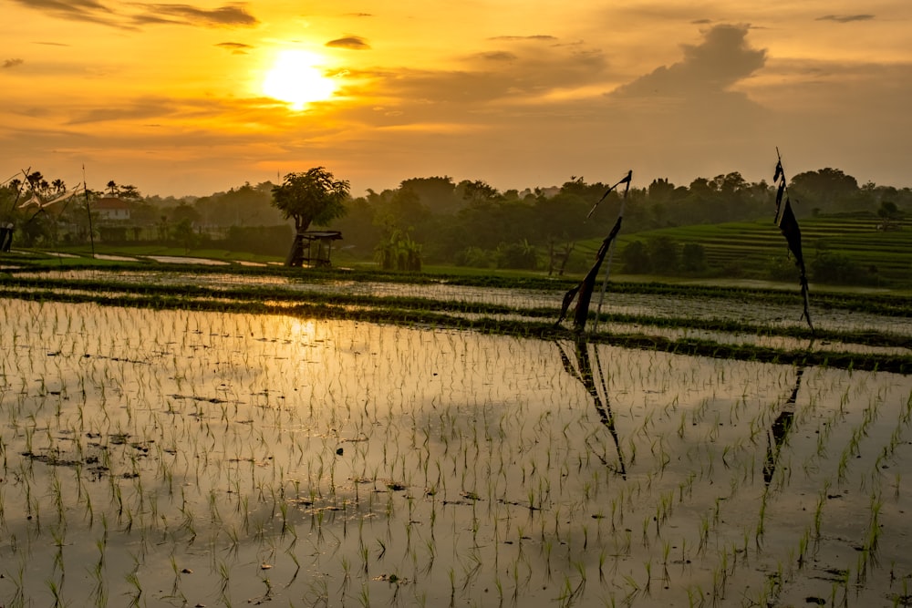 body of water near green grass field during sunset