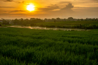 A panoramic view of rolling green hills and rice terraces bathed in golden sunset light.