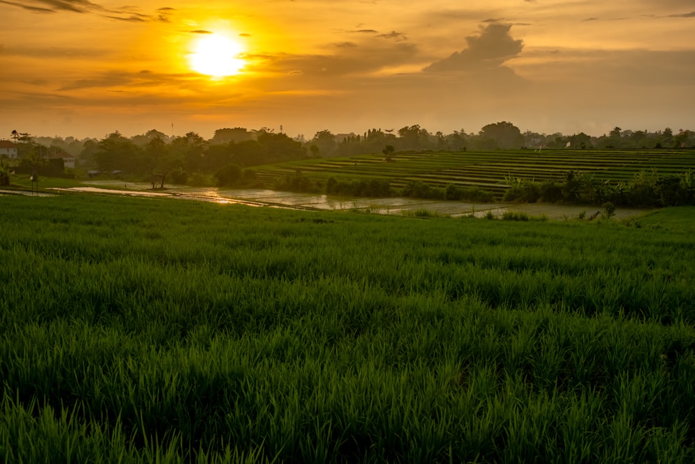 aerial photography of green rice field during sunrise