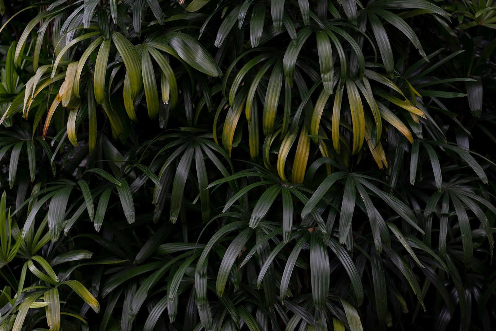 Canon EOS 6D Mark II + Tamron SP 85mm F1.8 Di VC USD sample photo. Green leafy plant photography