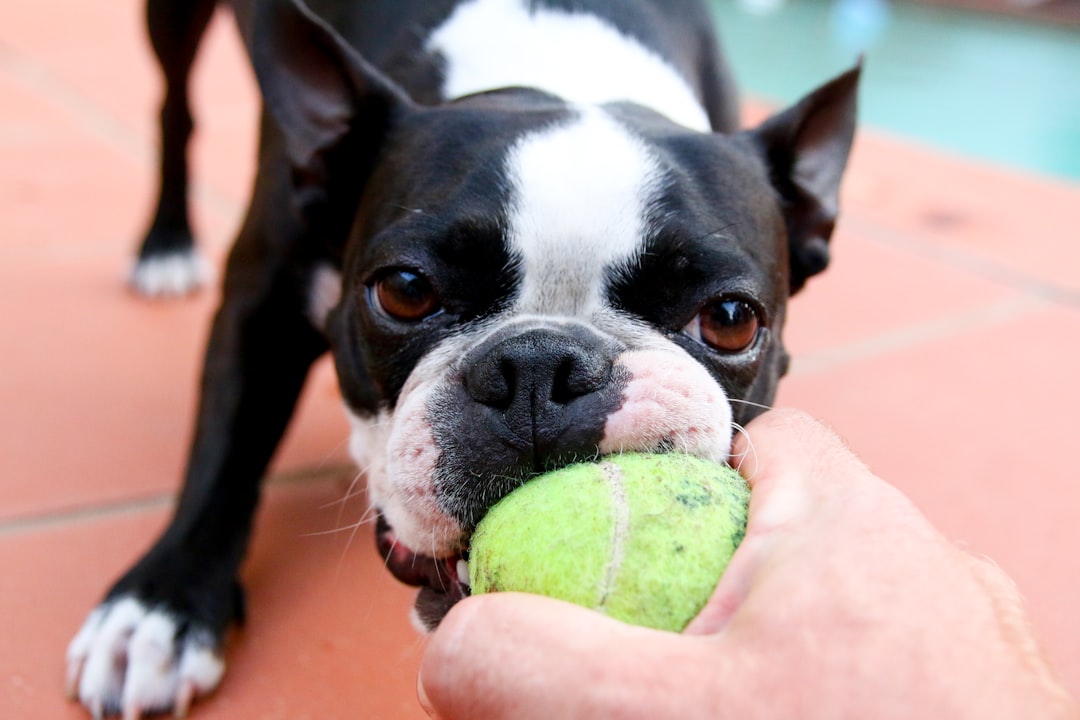 black and white Boston Terrier