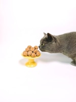 A playful cat curiously sniffing a bowl of nutritious snacks.