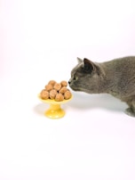 A cat curiously sniffing a bowl of natural pet treats.