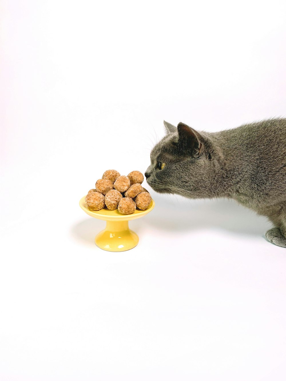 gato gris de pelaje corto oliendo dulces