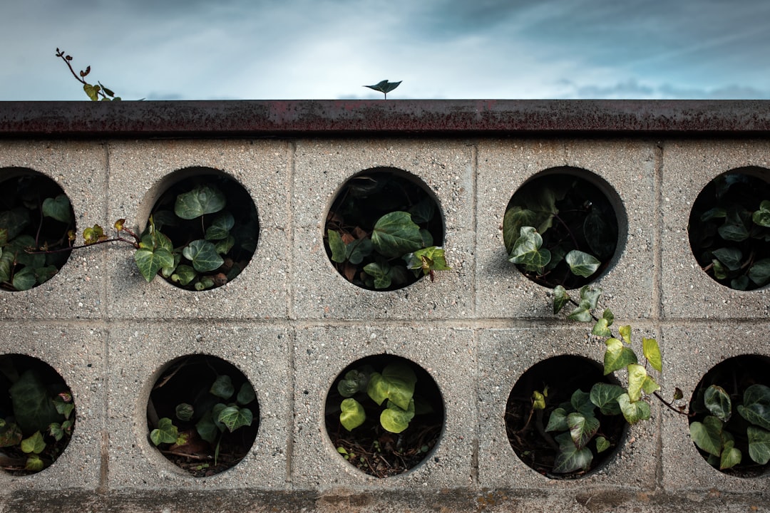 gray concrete plants