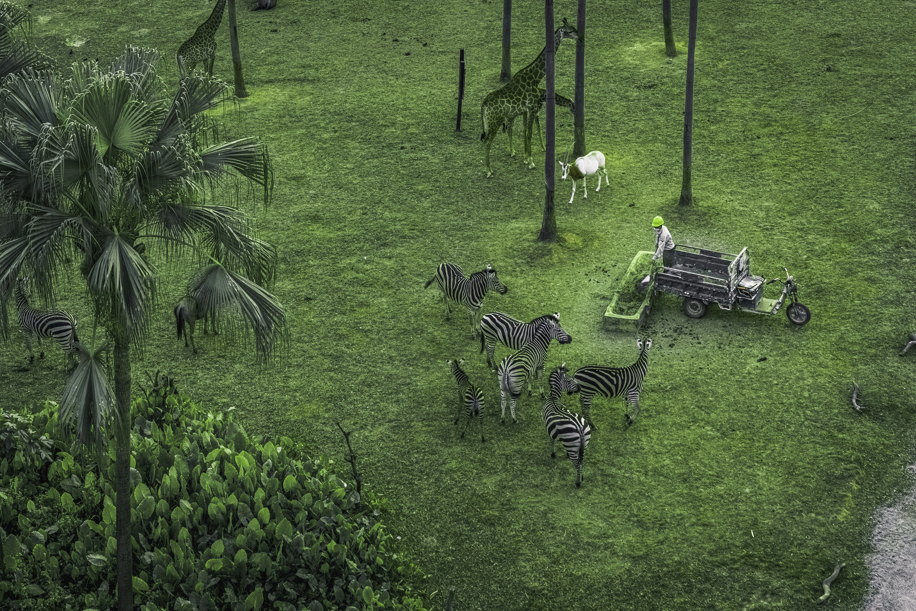 zebra animals on green field
