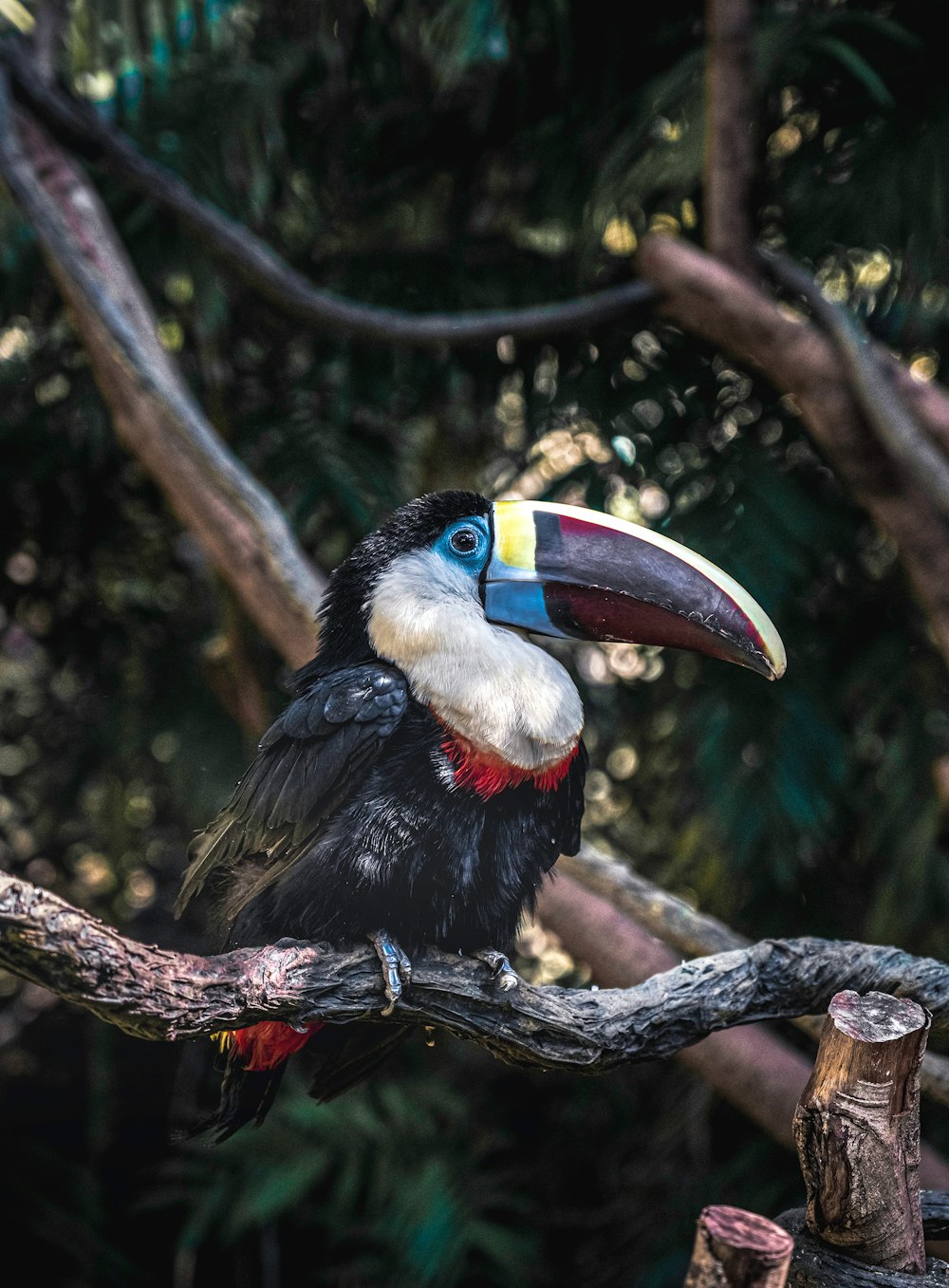 hornbill bird on branch