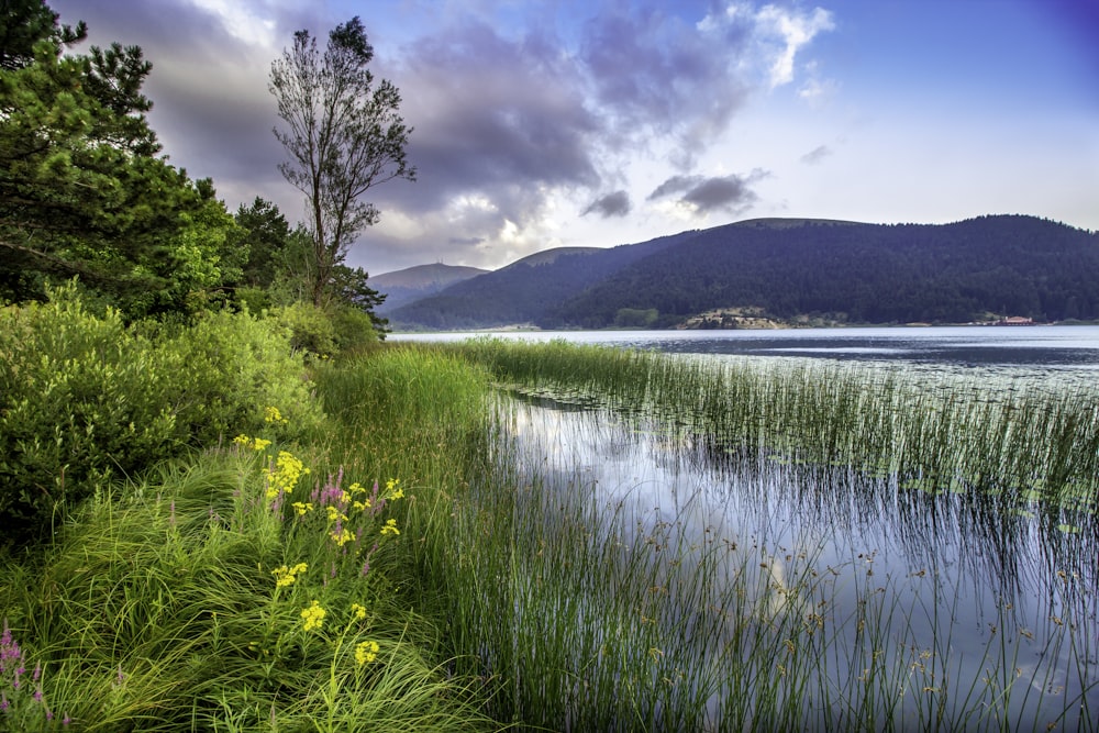 a body of water surrounded by a lush green forest