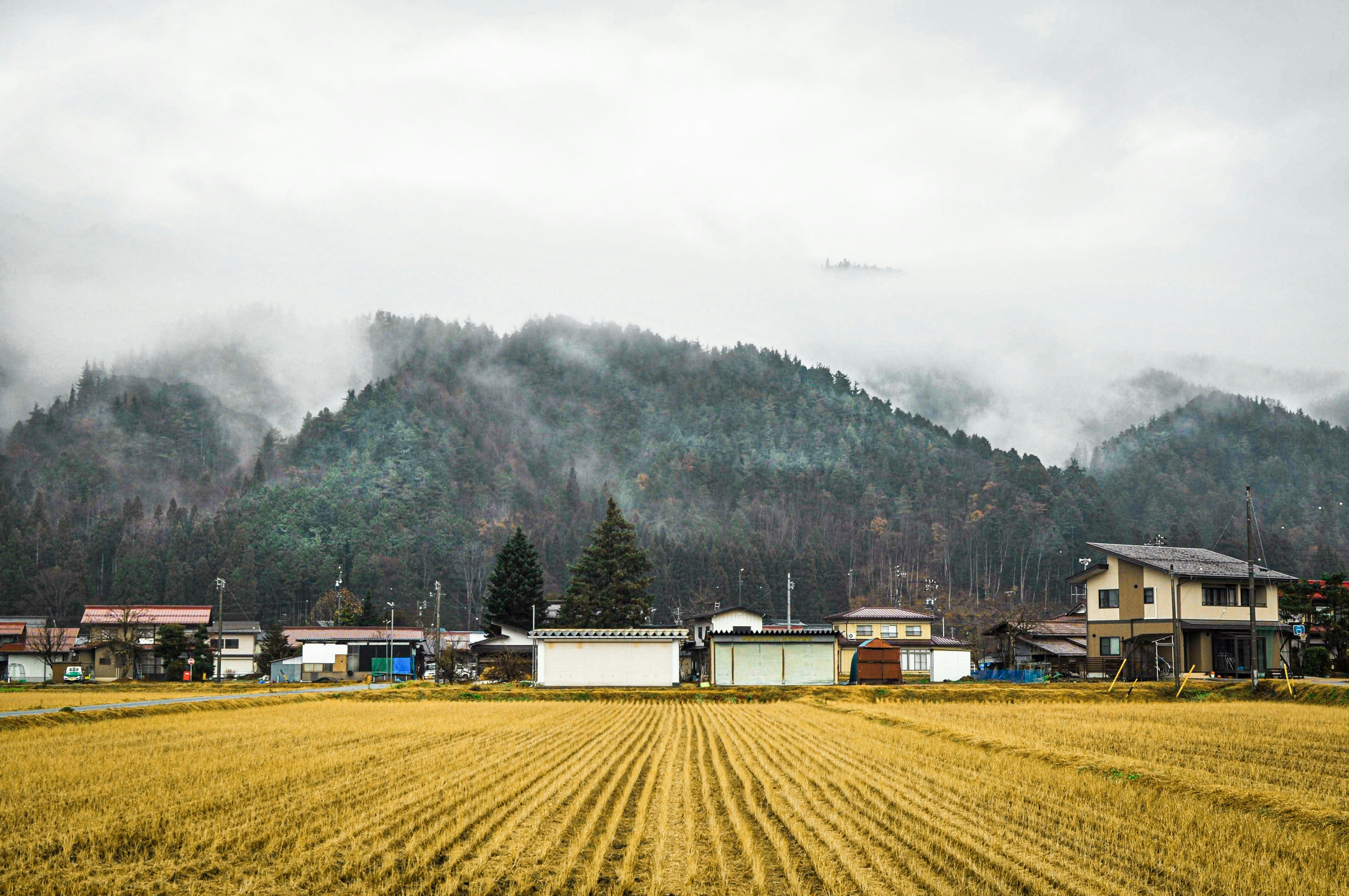 rice field near houses and mountain, 