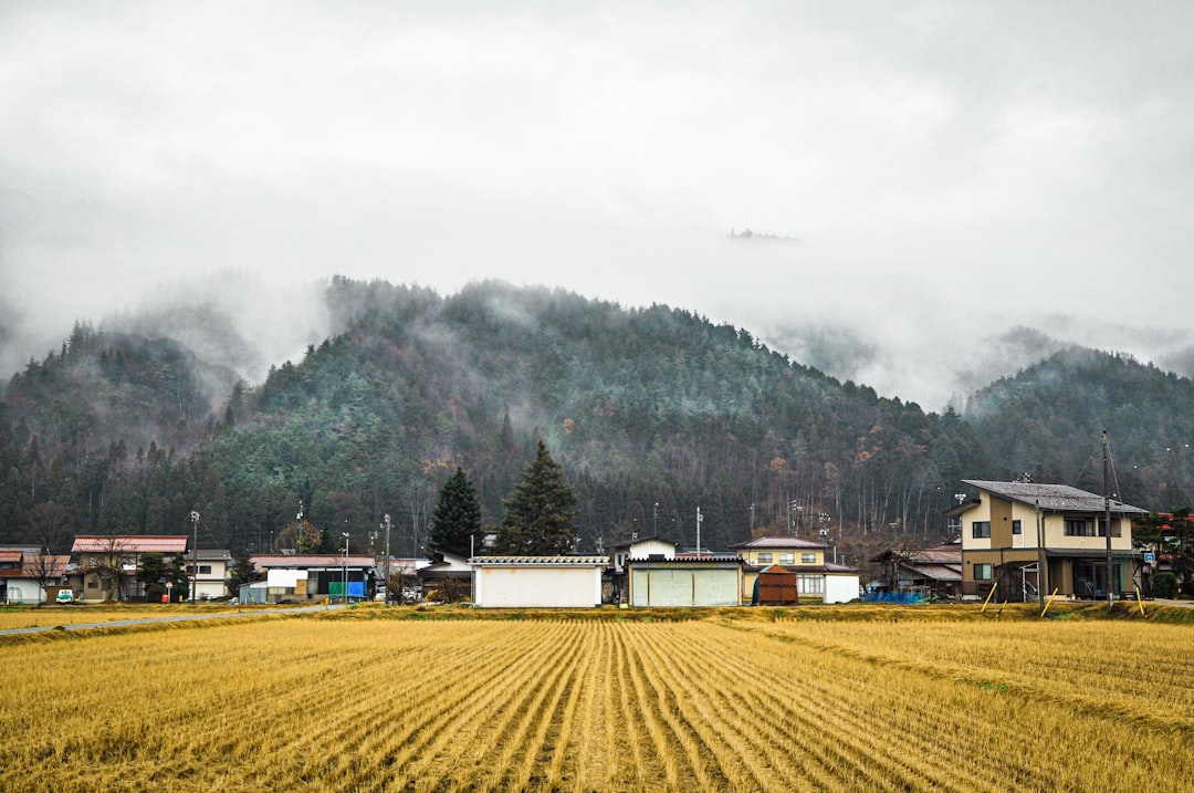 rice field near houses and mountain,