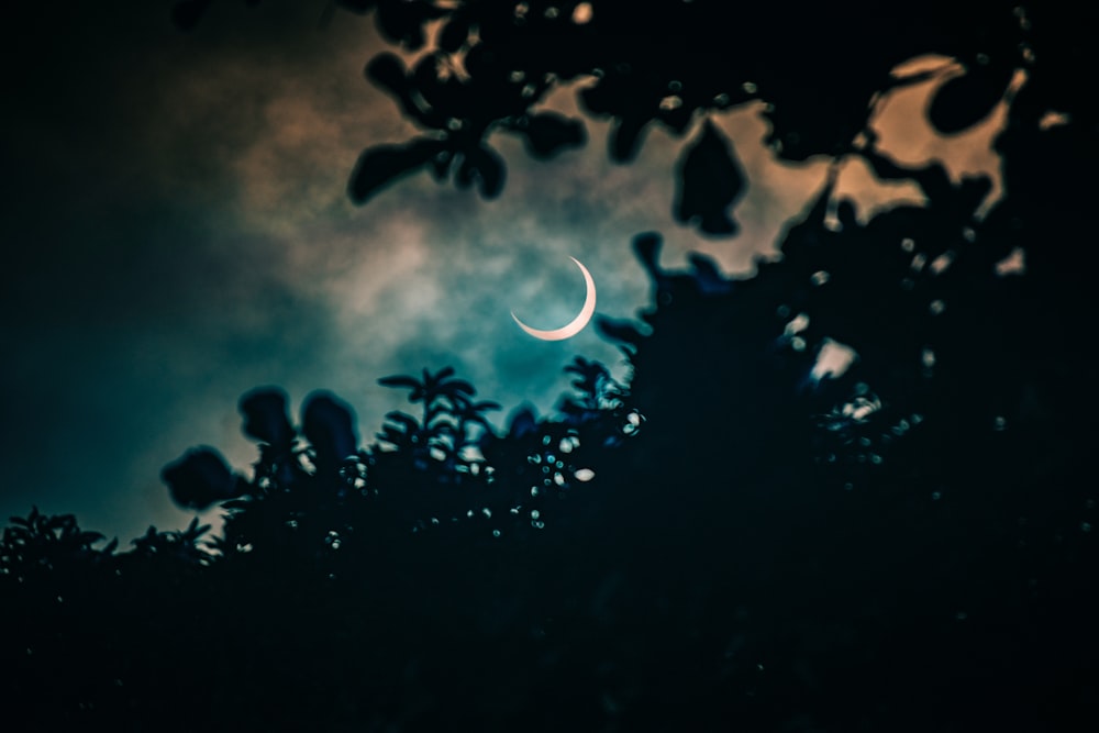 silhouette of trees at night