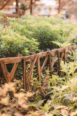 A rustic wooden fence with blooming lavender and fruit trees in the background under a soft morning light.