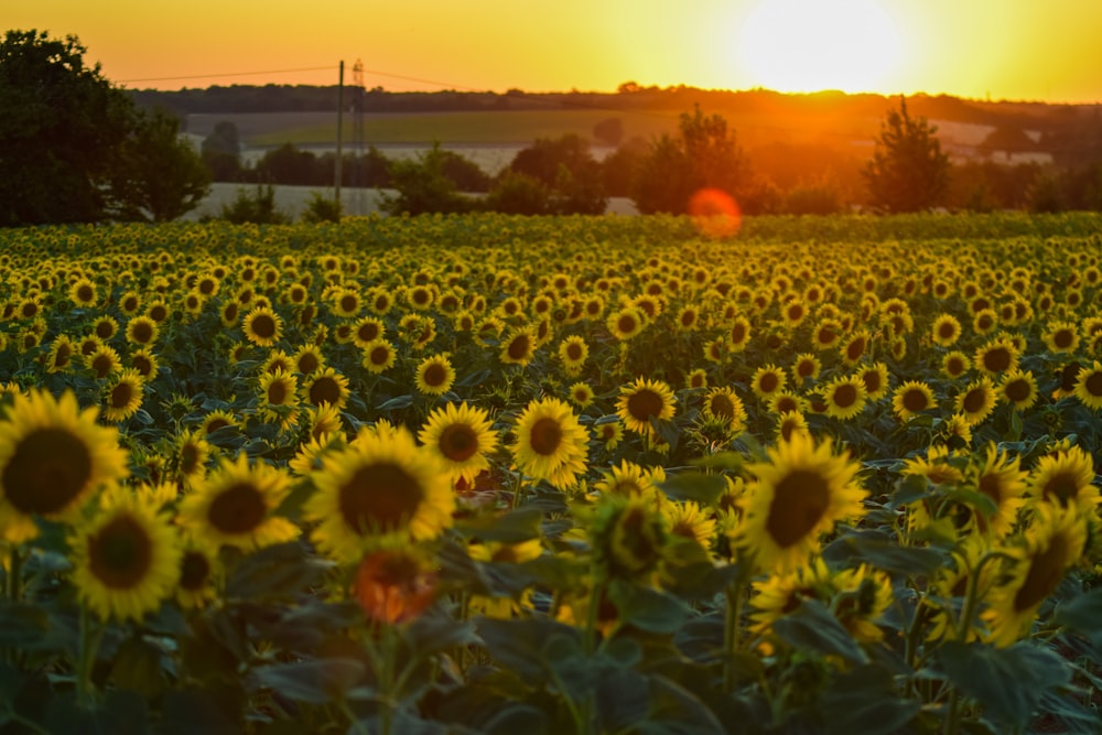 sunflower field during golden hour