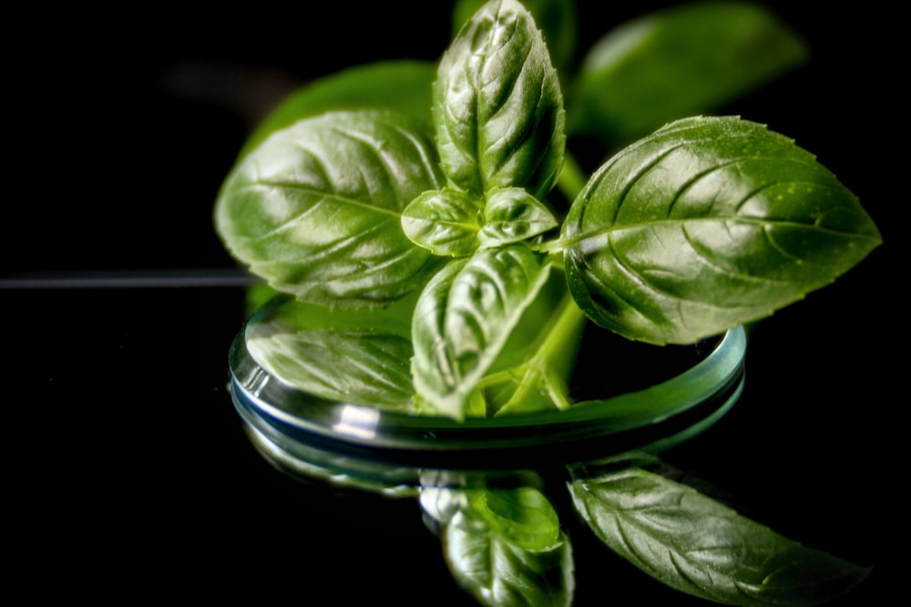 macro photography of green mint herb