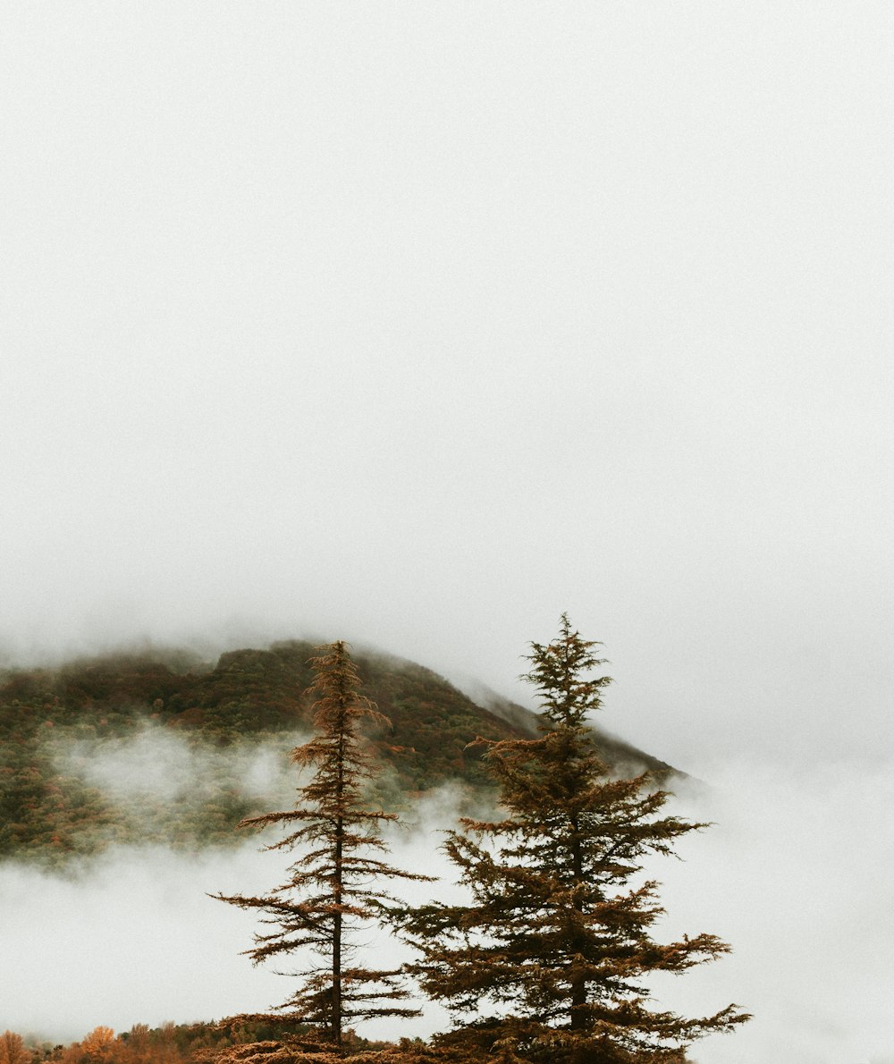 trees and fog during day