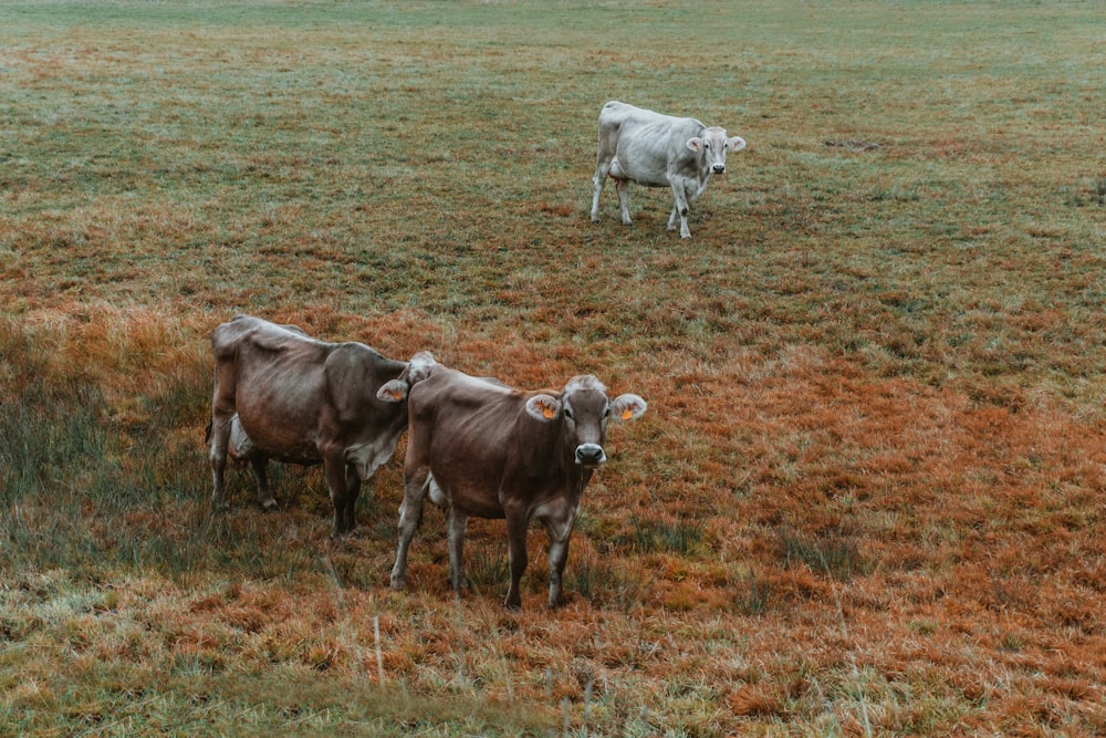 three cattle on green field