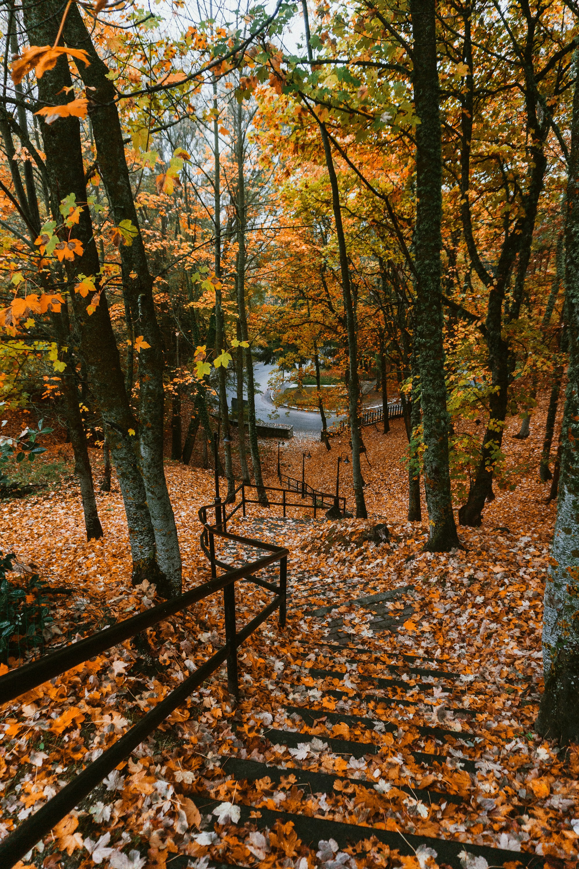 stairs with railings near trees