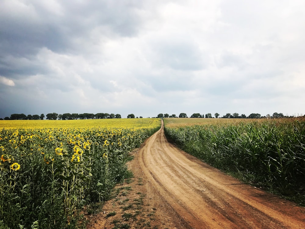 dirt road in the middle of the flower field during day