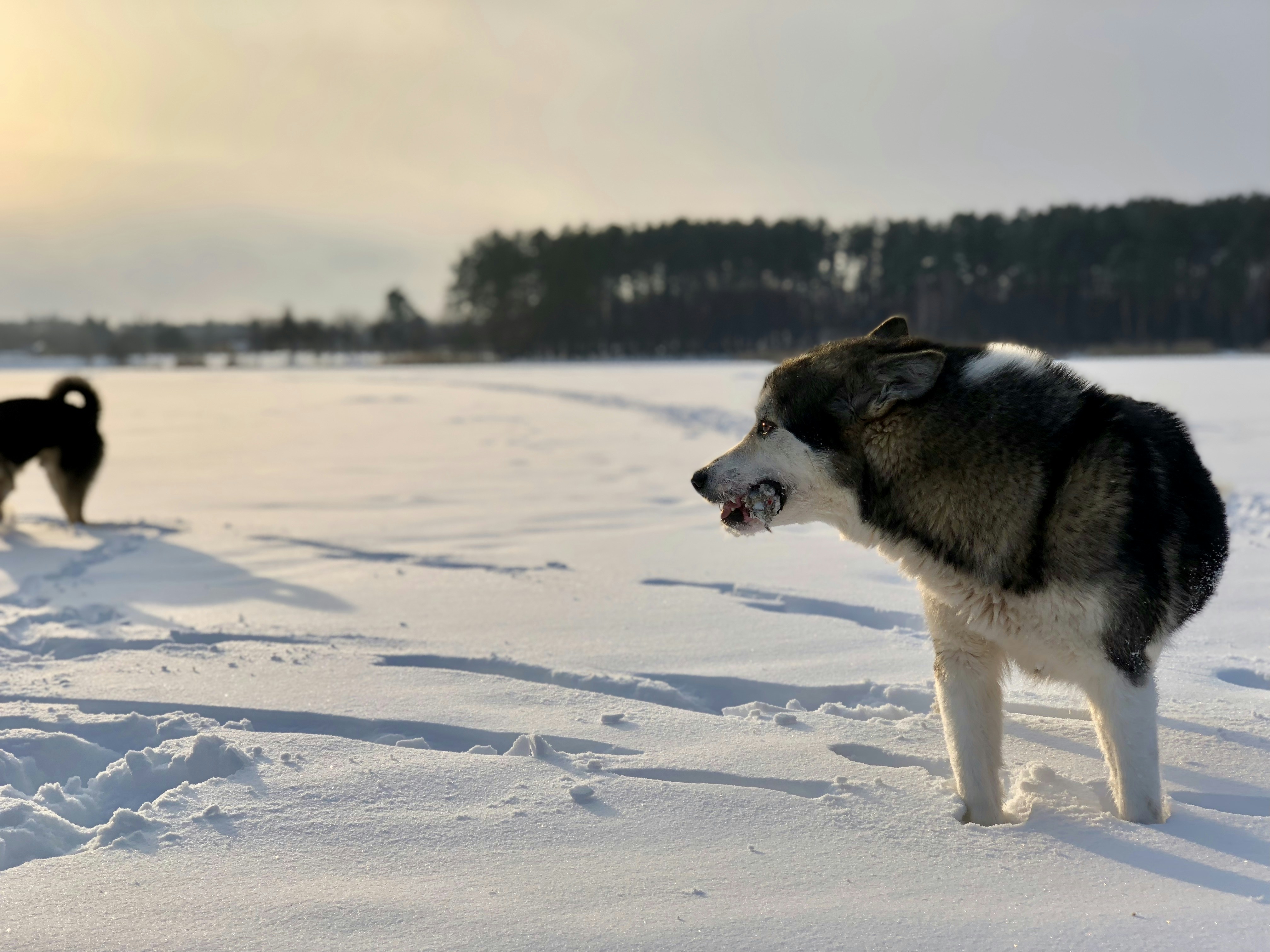 adult white and black Siberian husky on snowfield during day