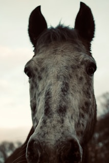 Close-up of a three-year-old colt's expressive eyes with a soft natural background.