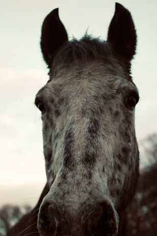 Close-up of a three-year-old colt's expressive eyes with a soft natural background.