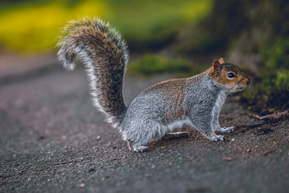 selective focus photography of squirrel on ground during daytime