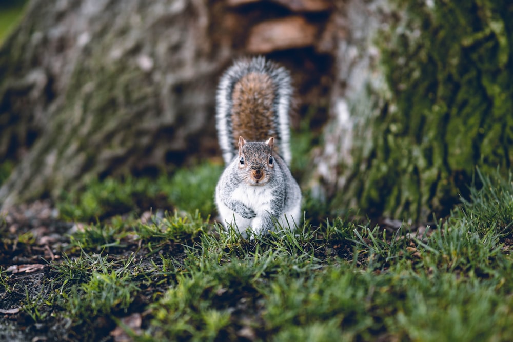 selective focus photography of squirrel on green grass during daytime