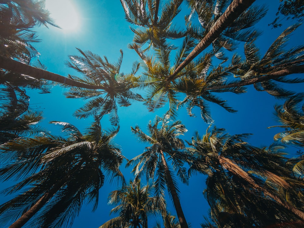 low-angle photography of palm trees during daytime