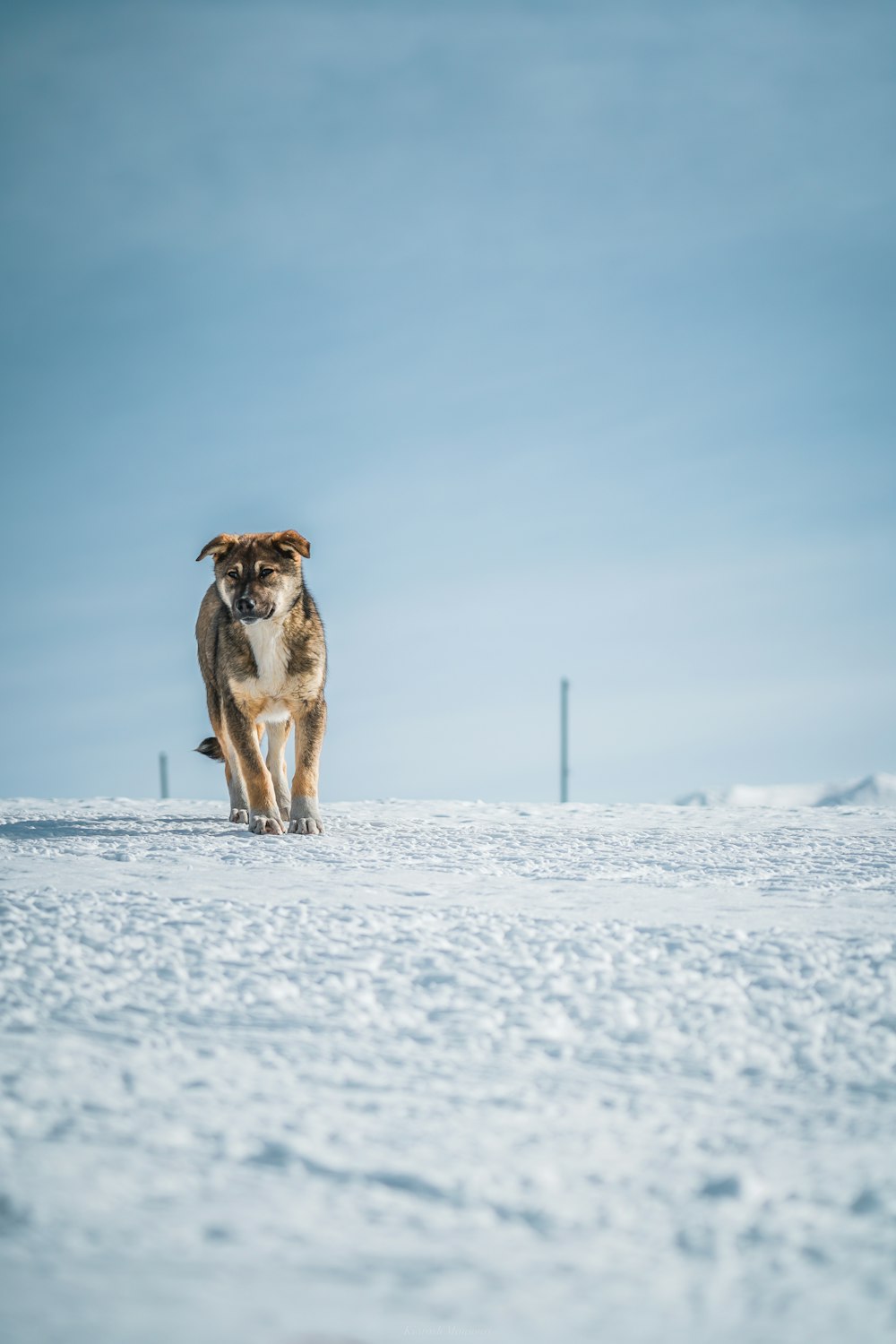 selective focus photography of walking dog on snow during daytime