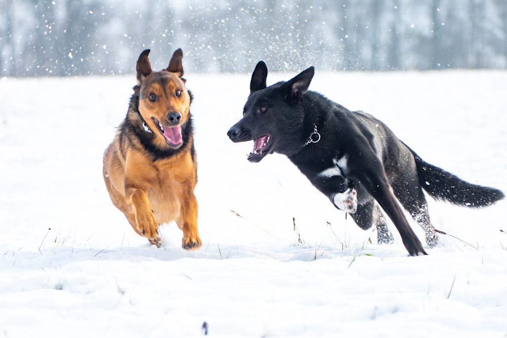 brown and black dogs running on snow