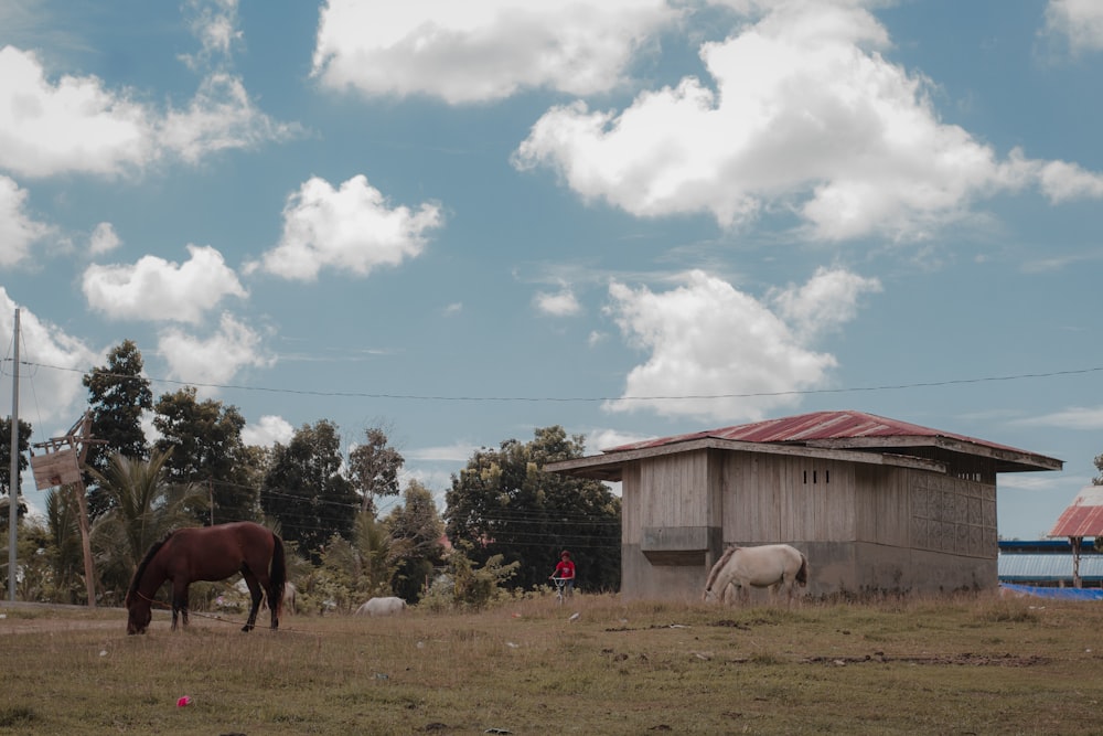 two horses outside a house during daytime