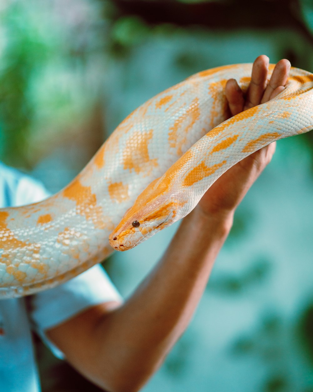 person holding yellow and white snake