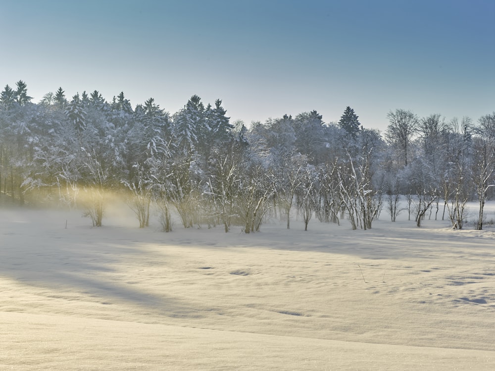 trees covered with snow