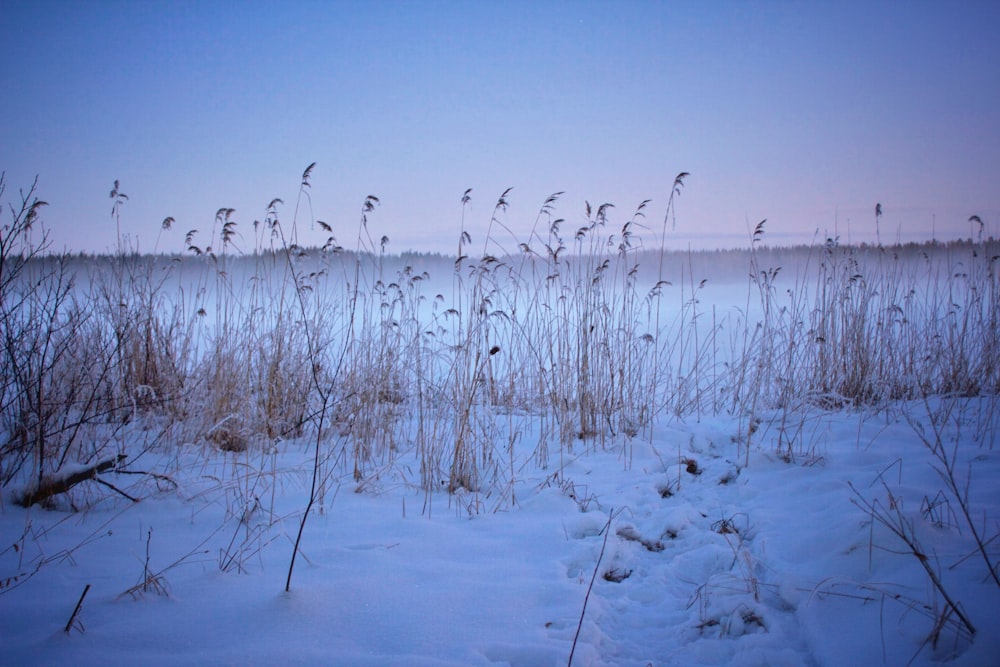 brown tall plants