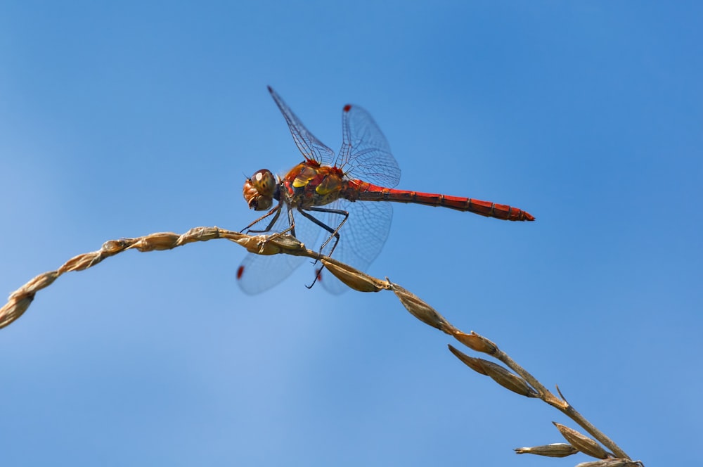 macro photography of gray dragonfly on plant