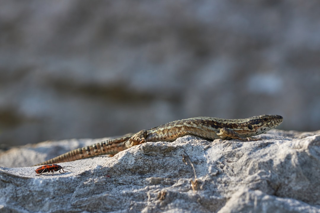 lizard on rock