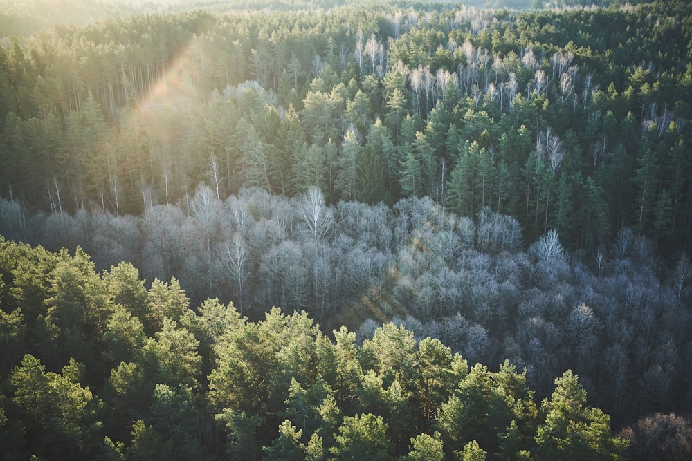 green trees