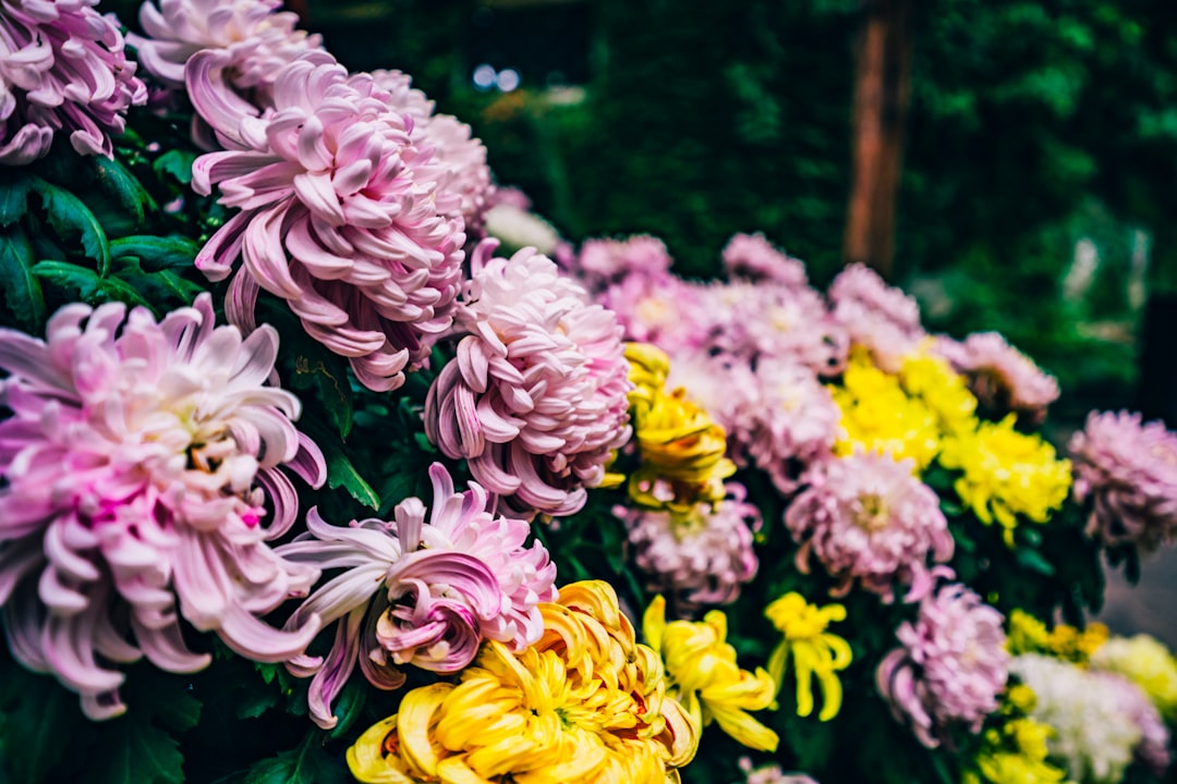 pink and yellow-petaled flowers