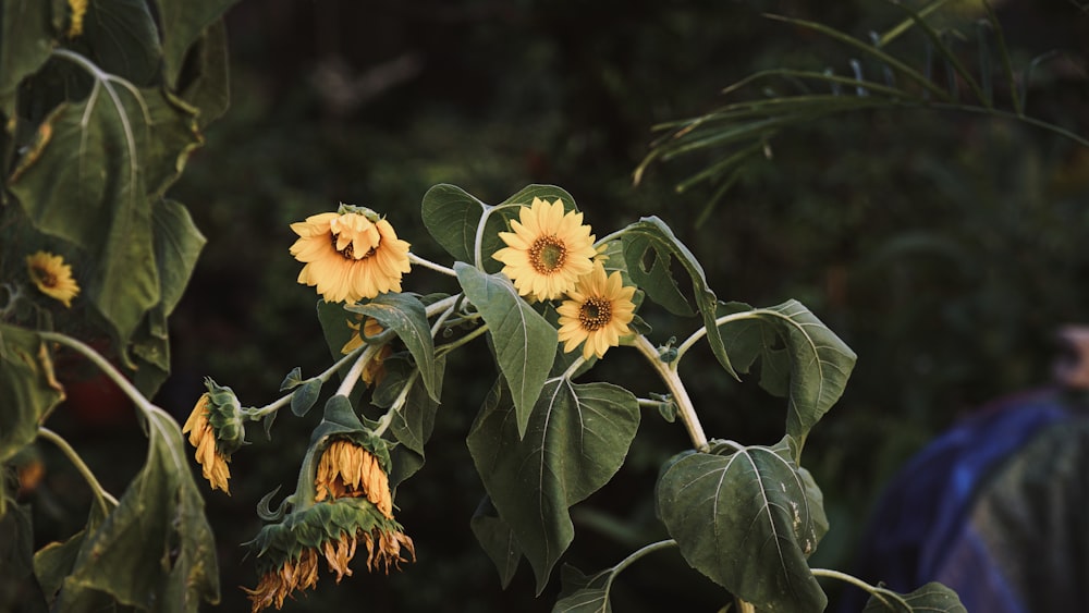 yellow sunflowers