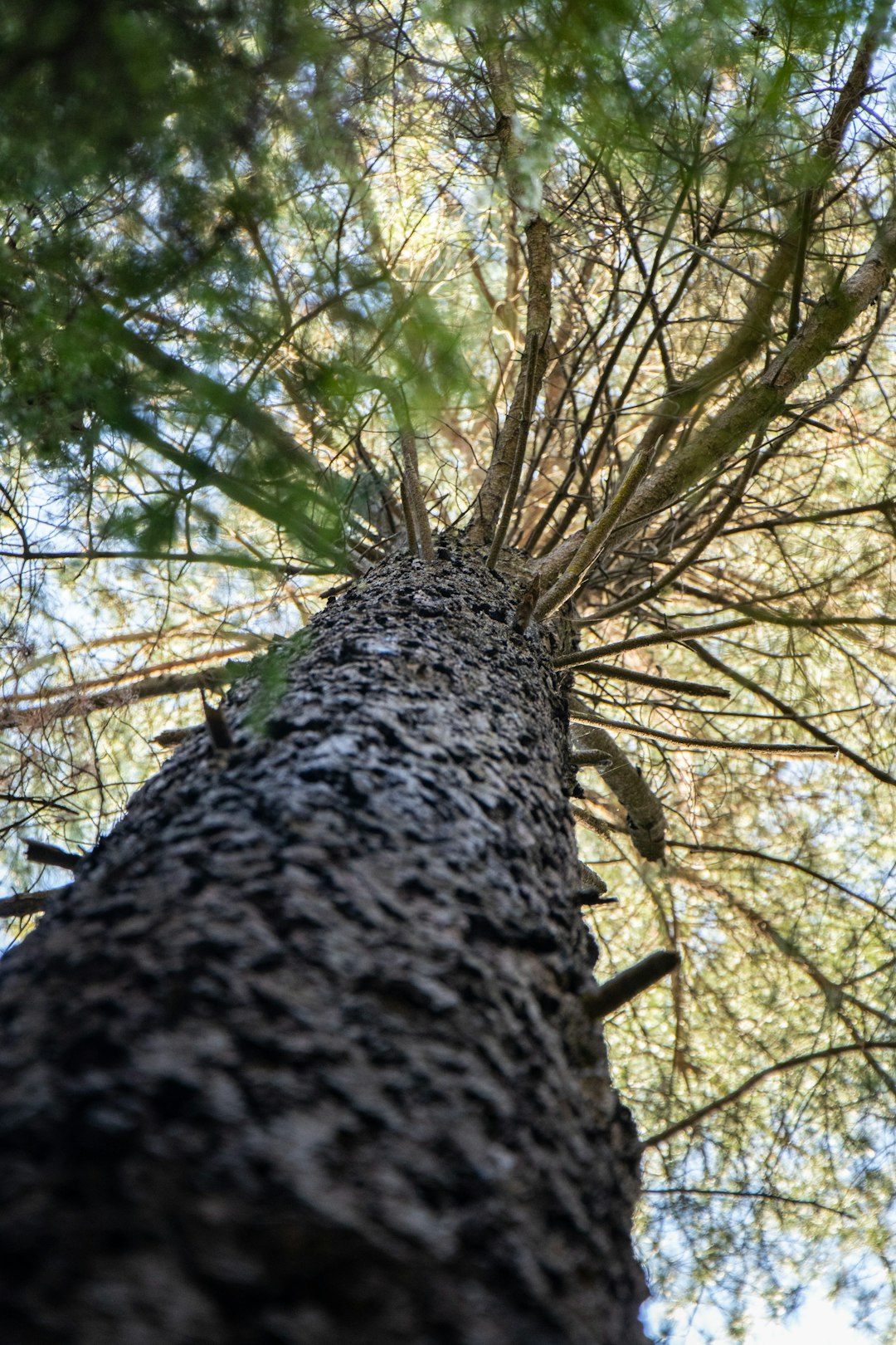 low-angle photography of a green-leafed tree during daytime