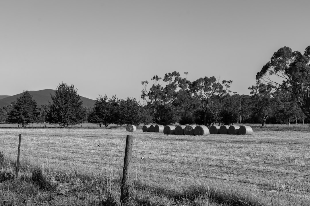 grayscale photography of hay